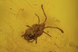 Fossil Ant, Two Flies And Mite In Baltic Amber #109490-3